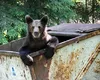 Primele pubele anti-urși au ajuns la Băile Tușnad
