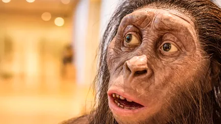 O nouă specie de strămoș uman descoperită în Etiopia: evoluția a fost un arbore, nu o scară