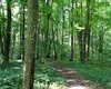 Premieră la nivel național: un oraș din România va avea o pădure-parc imensă