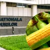 O direcție silvică din inima Bărăganului cumpără porumb tocmai de la Iași