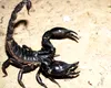 Invazie de scorpioni veninoşi într-o comună din România. Cum au ajuns aici