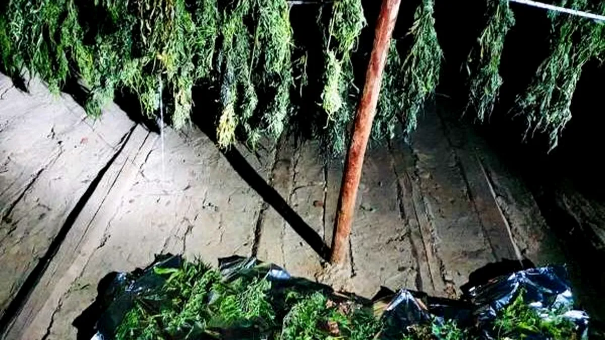 Cultură de cannabis, pe un teren viran din Piatra-Neamț. DIICOT a intrat pe fir