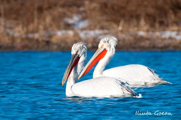Pelicani creți în Delta Dunării / Foto: Iliuță Goean / info-delta.ro