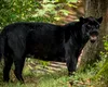 Pantera neagră a ajuns în România, după ce a rătăcit prin Bulgaria aproape o săptămână