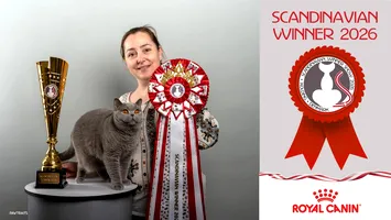 O româncă cu blană și mustăți scrie istorie. Kira Kiralina cucerește Europa(VIDEO)