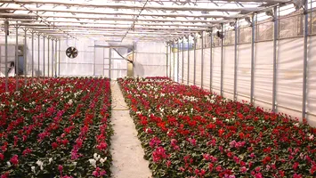 Floarea nu se mănâncă, dar consumul de flori reflectă nivelul de civilizație!