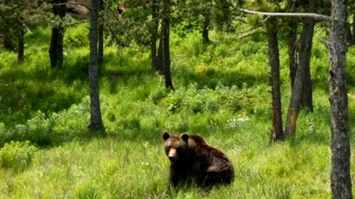 Vâlcea: Alertă de urs la Sălătrucel; urșii au atacat trei zile consecutiv, omorând câteva bovine