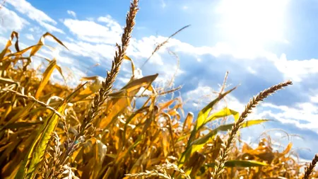 Sumă derizorie pentru fermierii afectați de secetă, în 2022. Agricultorii, consternați
