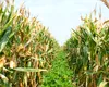 Revoluție în agricultură. Bruxellesul aprobă primele plante obținute prin editare genetică