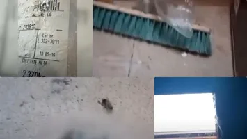 Șoarece mort și gândaci într-un restaurant din Constanța. Ce decizie a luat ANPC