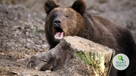 Acestea sunt actele normative care permit uciderea urșilor bruni în România