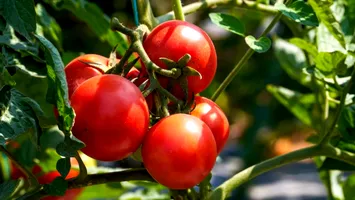 Prețul roșiilor românești crește. Cum justifică producătorii măsura