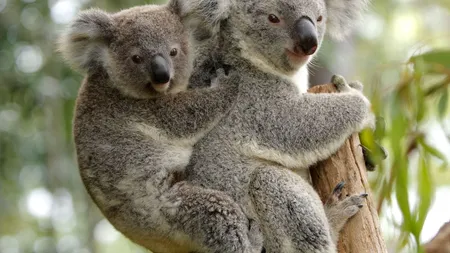 Urșii koala, pe cale de dispariție. Peste 5.000 de exemplare au murit în ultimii doi ani în incendii