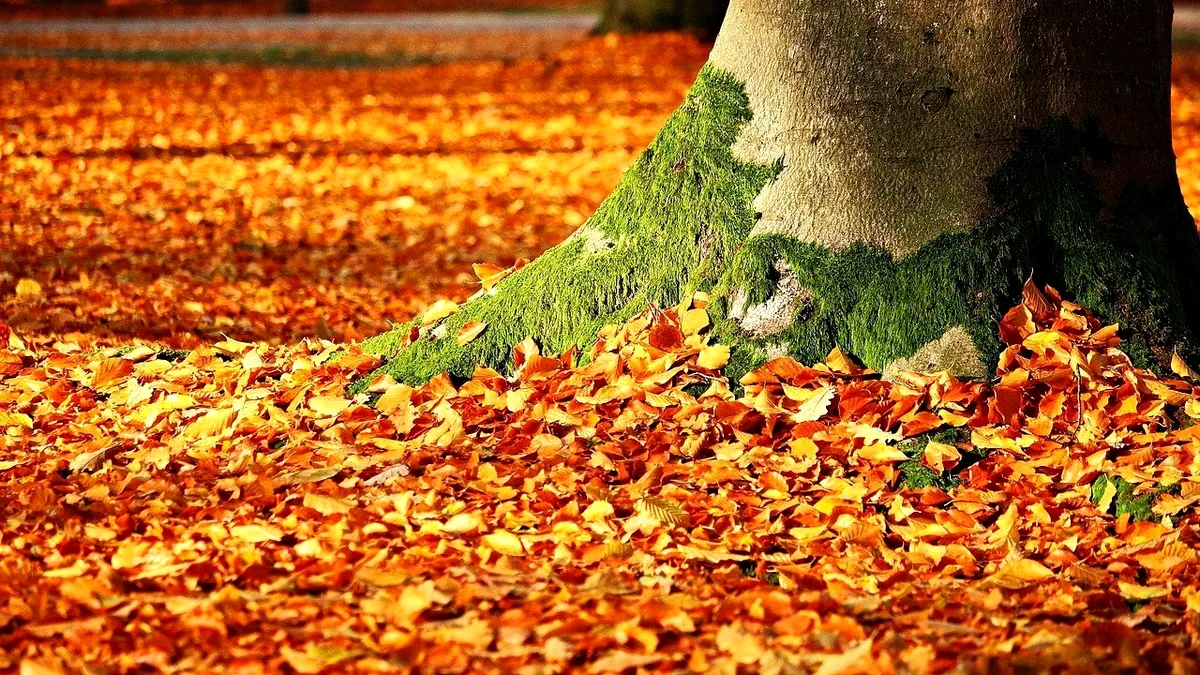 Cum se anunță vremea în următoarele săptămâni. Temperaturile vor scădea brusc