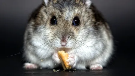 O ieșeancă a sunat la DSP ca să ceară certificat verde pentru hamsterul său. Ce i-au răspuns angajații DSP