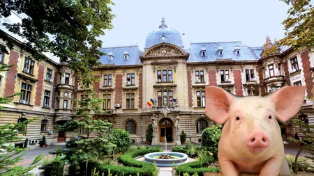 Nemții vor să-și mute producția și procesarea cărnii de porc în România
