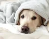 Credeți că înțelegeți bine emoțiile câinelui vostru? Iată ce au descoperit cercetătorii