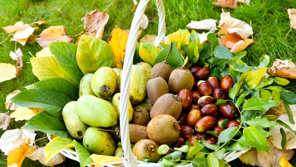 Fructul exotic cultivat în locul caiselor în România. Este rezistent la îngheț