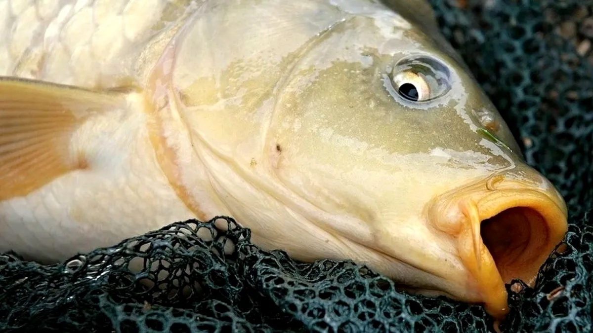 Mortalitate piscicolă pe un tronson de 3 km al râului Suceava cauzată de poluarea produsă de ACET SA