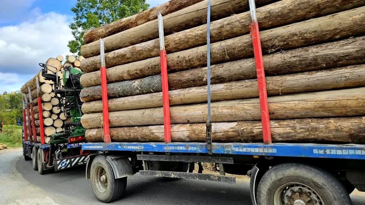 Procurorii destructurează o rețea de evaziune din industria lemnului: zeci de persoane și o firmă, anchetate pentru un prejudiciu de milioane