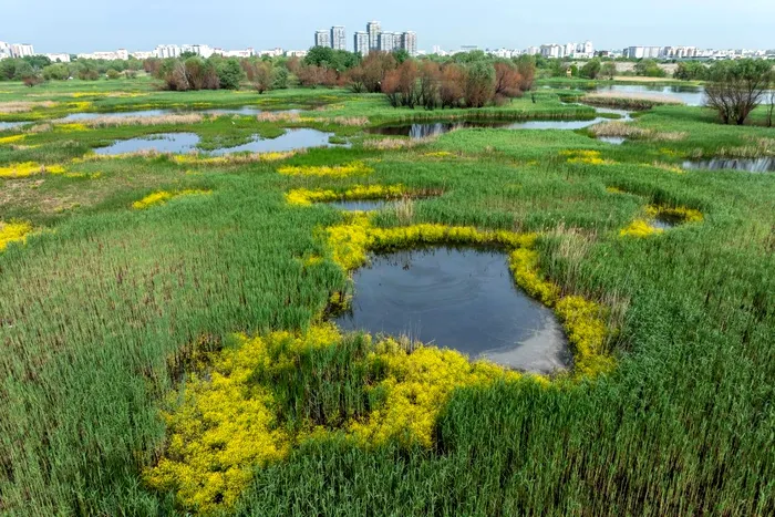 Parcul Natural Văcărești – delta din inima Bucureștiului / Foto: Facebook