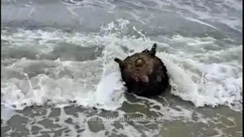 Alertă pe litoral: mină marină descoperită pe plaja din dreptul poligonului Midia