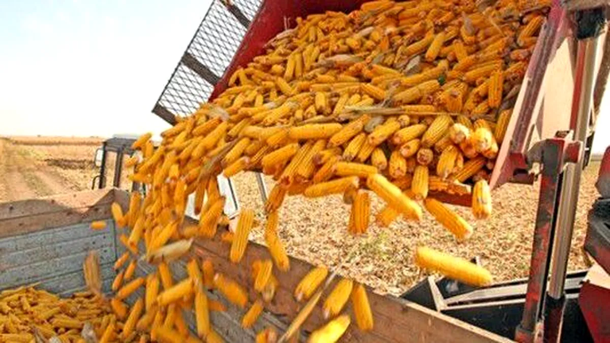 China, o piață interzisă pentru producătorii români de porumb