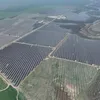 Iepurești, iepurele solar care sare direct în rețeaua națională