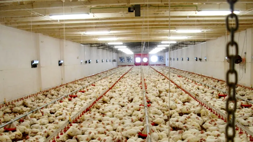 Ferma Avicolă Șerban își vinde platformele din Bacău și Vaslui pentru 16,5 milioane de euro. Activele ajung la familia Safir