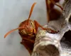 Alertă ecologică în SUA. Viespele parazite europene se extind și amenință insectele native