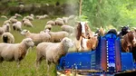 Bruxelles cedează în fața ciobanilor: planul de deblocare a exporturilor de ovine și caprine, aprobat la două zile după protestul violent