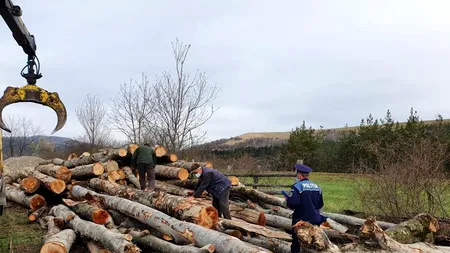 Tobescu (Prolemn): Măsurile de combatere a tăierilor ilegale de lemn sun bune, dar necesarul în piață rămâne