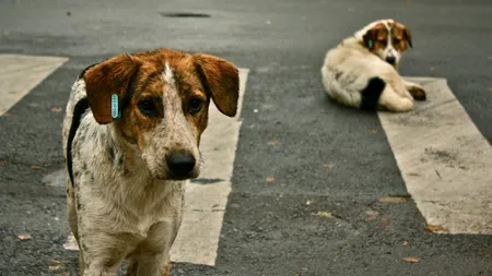 Ilfov: Razii pentru depistarea câinilor nesterilizați și nemicrocipați