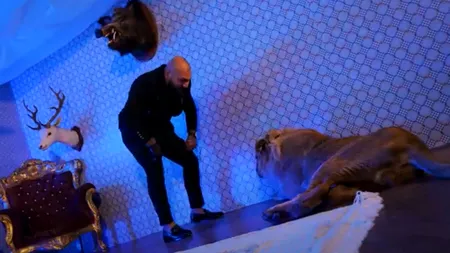 Percheziţii la locuința lui Dani Mocanu, după videoclipul în care apare un leu rănit