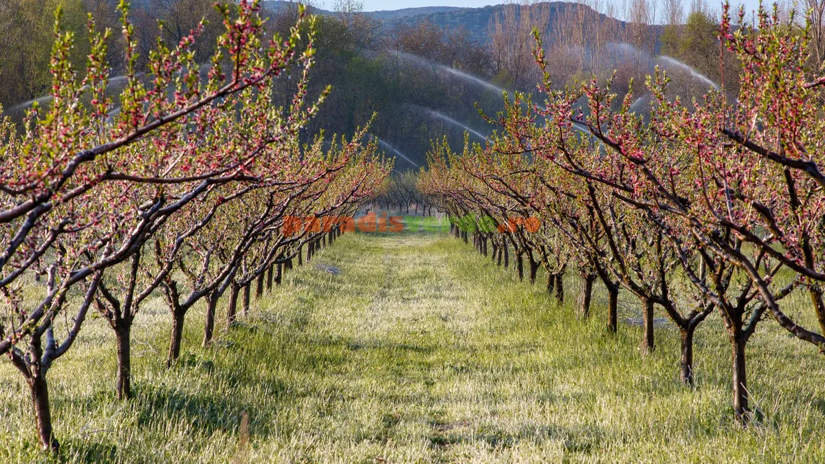 Ministerul Agriculturii cere un sprijin de urgență de 50 de milioane de euro