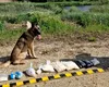 Droguri de aproape două milioane de euro, capturate la Oradea