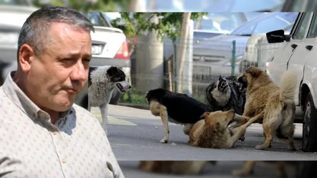 Peste 4.500 de lei cheltuiți pentru fiecare câine capturat și eutanasiat în jud. Buzău