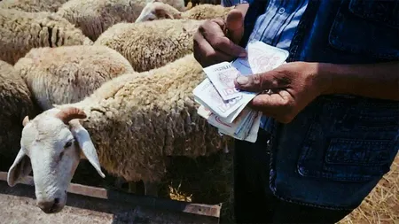 Ciobanii au primit deja despăgubiri pentru secetă de 39,5 milioane de euro