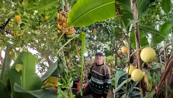 O oază tropicală în Alba Iulia: nea Nelu crește banane și portocale într-o seră de 40 mp