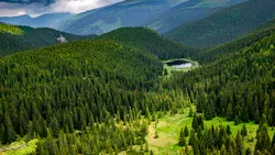 România își pierde pădurile: Transilvania le ține în viață, sudul și Moldova le jefuiesc – cifrele Inventarului Forestier Național sunt dovada realității dure