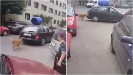 Un bărbat, filmat când chinuia un câine: l-a legat de mașină și s-a plimbat prin Năvodari