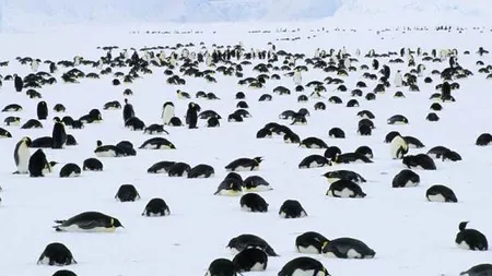 Dezastru ecologic! Peste 100 de mii de pinguini au murit