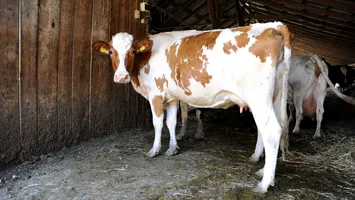 Rabie confirmată la o vacă dintr-o gospodărie din Neamț. Ce se întâmplă cu animalele din zonă