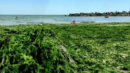 Plin de alge pe litoral: pericol pentru sănătate sau nu?