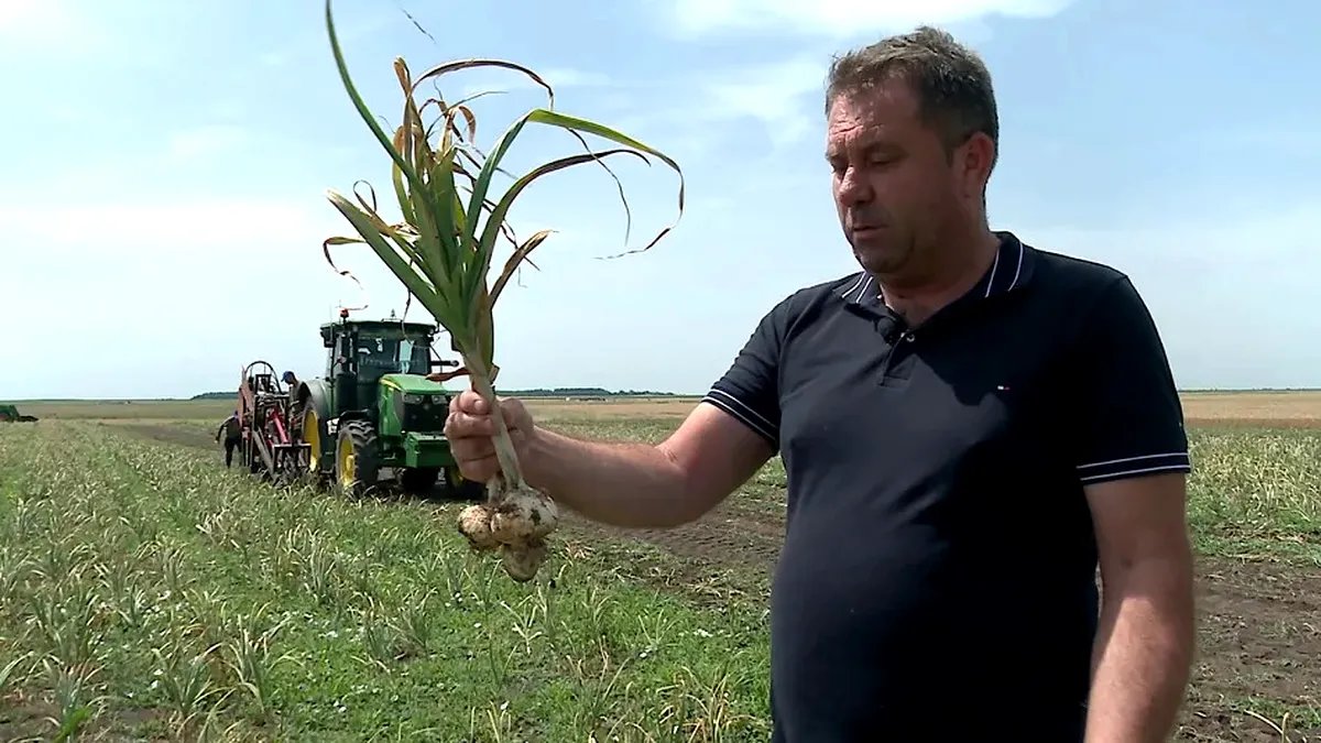 Soi nou de usturoi, la Râmnicelu. Usturoiul Danubius, creat în laboratoarele Băncii de gene