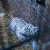 Doi pui de tigru alb, o specie rară – noile vedete ale singurei grădini zoologice din țară cu intrarea gratuită