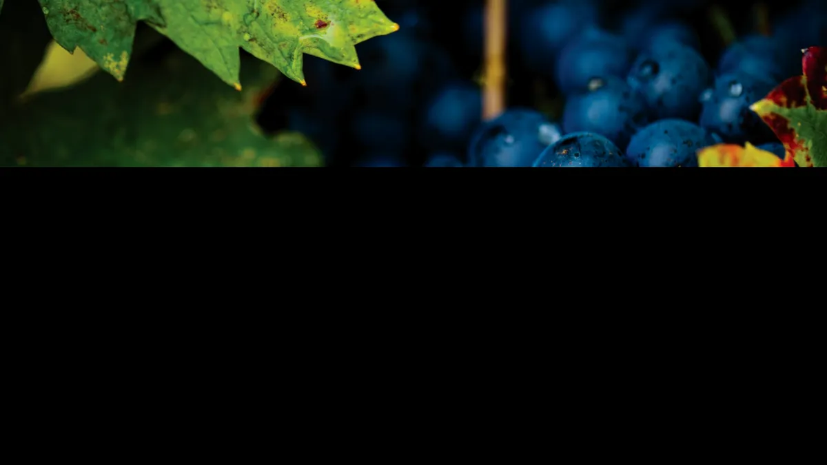Producătorul de vin Vincon s-a transformat în Beciul Domnesc