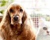 Prima lege UE pentru bunăstarea animalelor. Gata cu înmulțirea necontrolată!