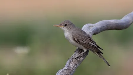 O nouă specie de pasăre în România