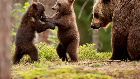 Prahova: Ministrul Mediului anunţă un proiect de ordin privind eliminarea imediată a urşilor care atacă omul